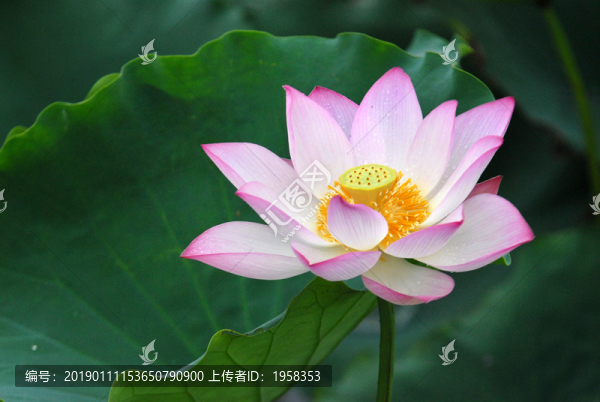 荷塘風(fēng)韻