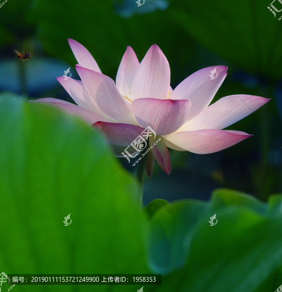 荷塘風(fēng)韻