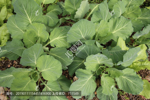 青菜