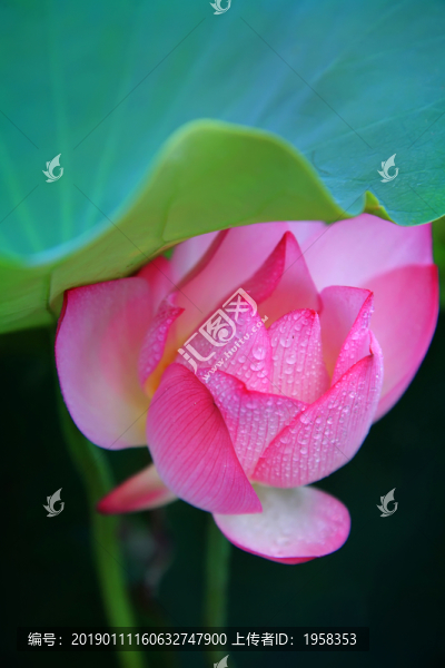 荷塘風(fēng)韻