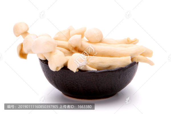 海鮮菇