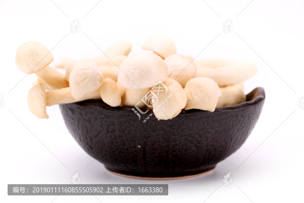 海鮮菇