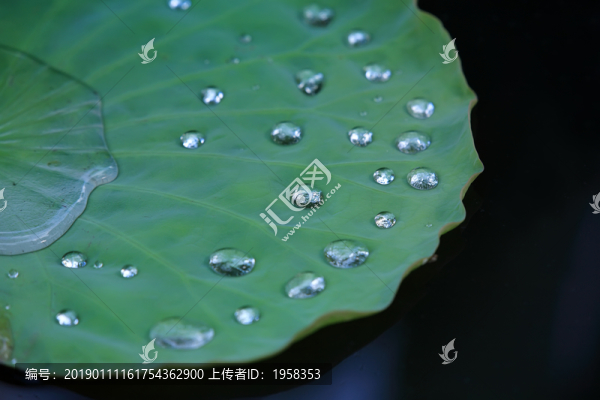 荷塘風(fēng)韻