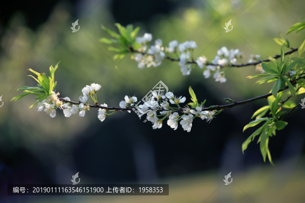 李花朵朵開