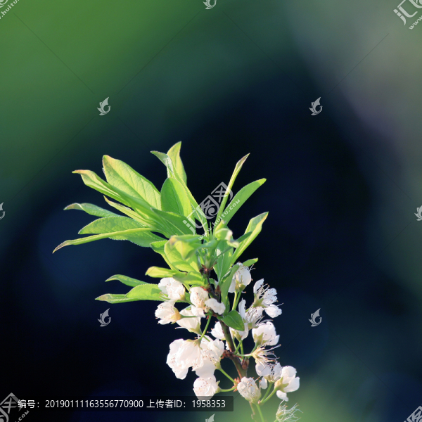 李花