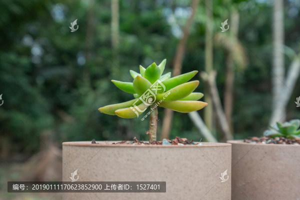 銘月多肉植物