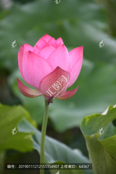含苞待放的荷花