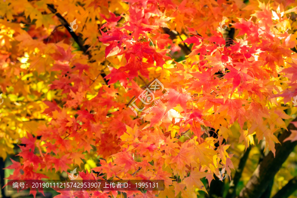 紅葉