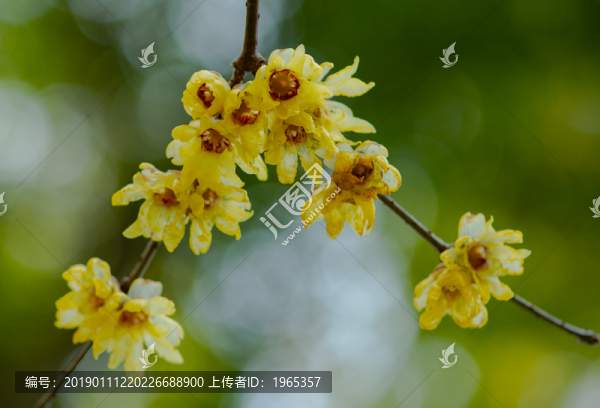 寒冬臘梅