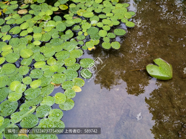 蓮葉
