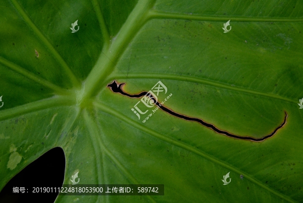 綠葉