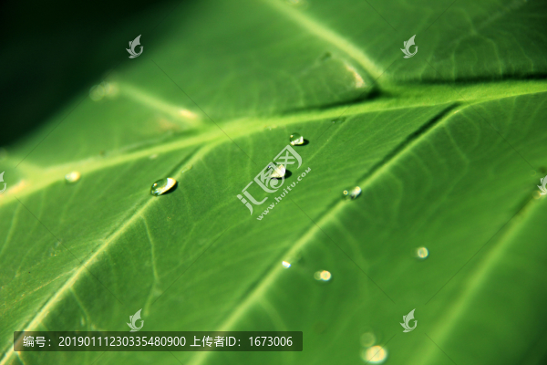 白露