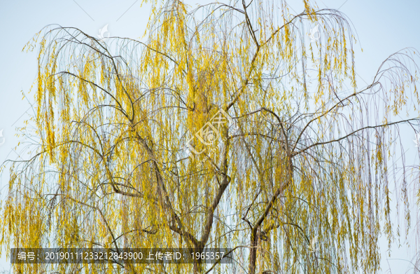 柳樹(shù)