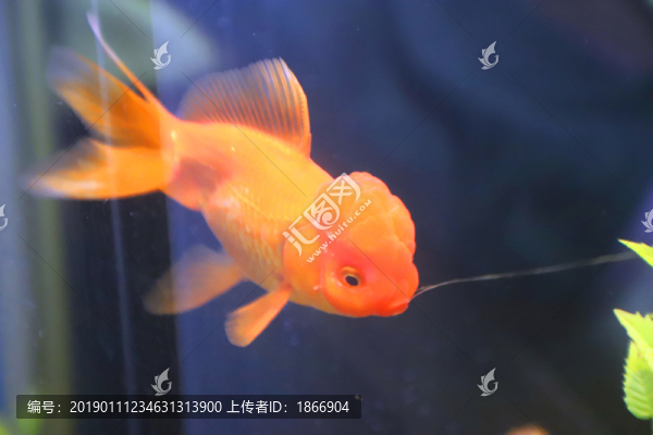 獅子頭金魚