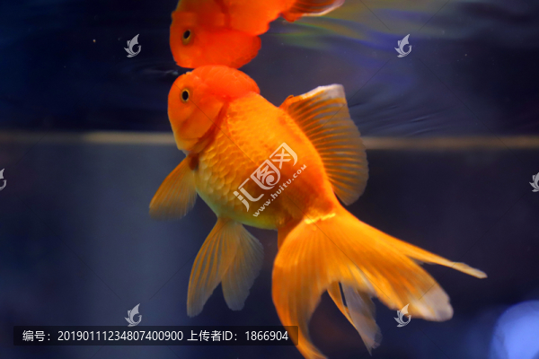 獅子頭金魚