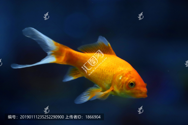 錦鯉