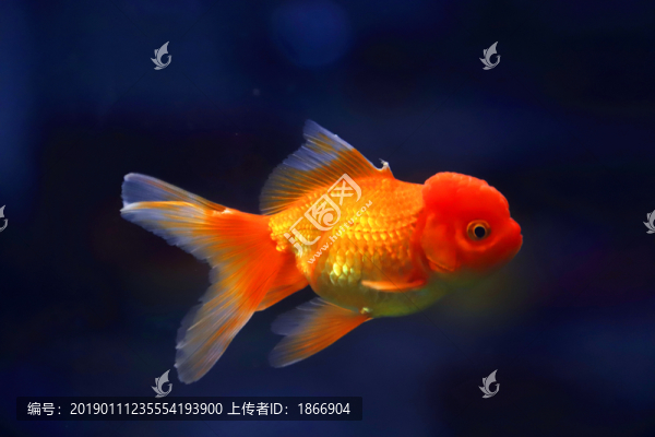 獅子頭金魚