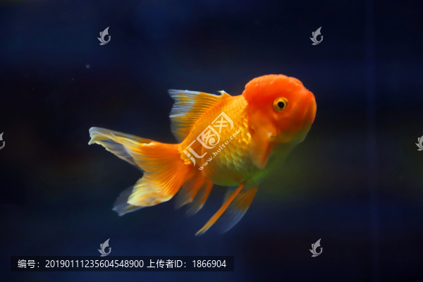 獅子頭金魚