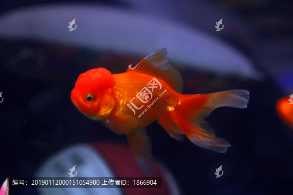 鶴頂紅金魚