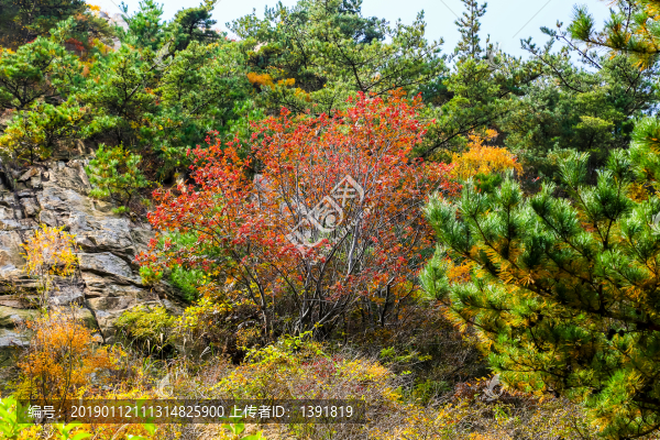 嶗山秋色