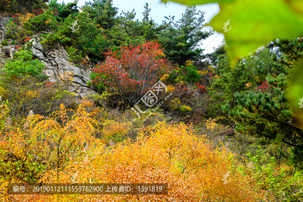 嶗山秋色