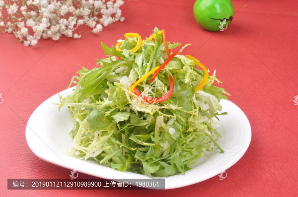 清火苦菊