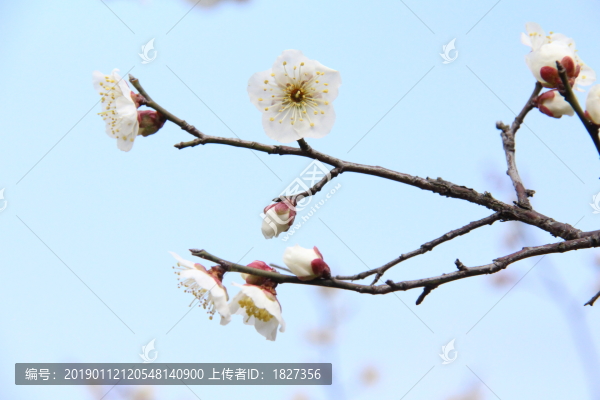 梅花