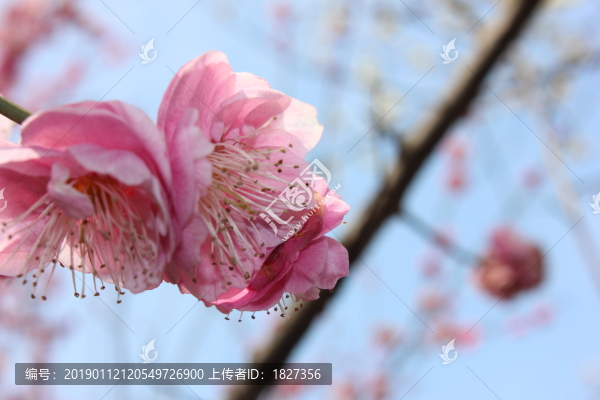 梅花