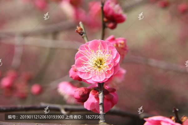梅花