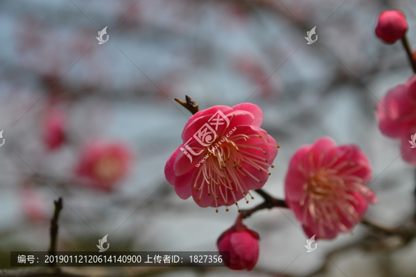 梅花