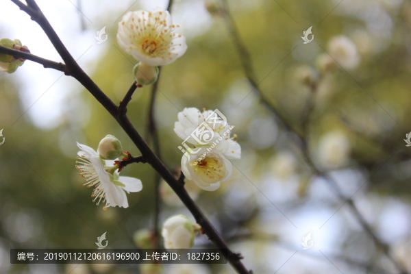 梅花