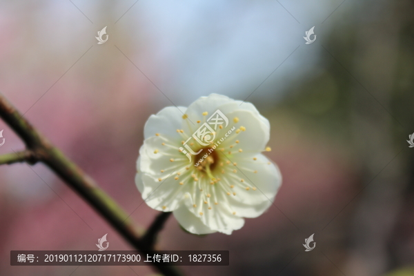 梅花