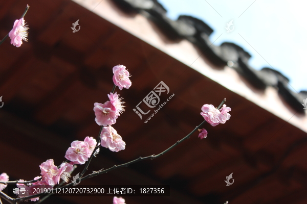 梅花