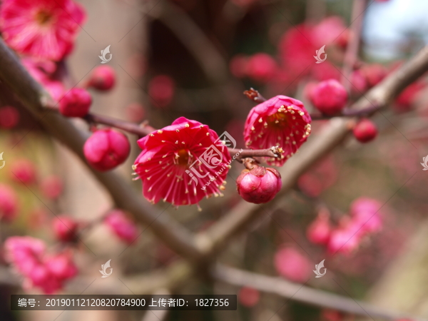 梅花