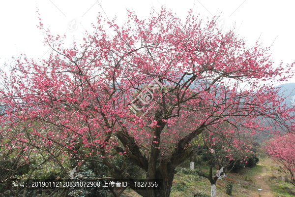 梅花