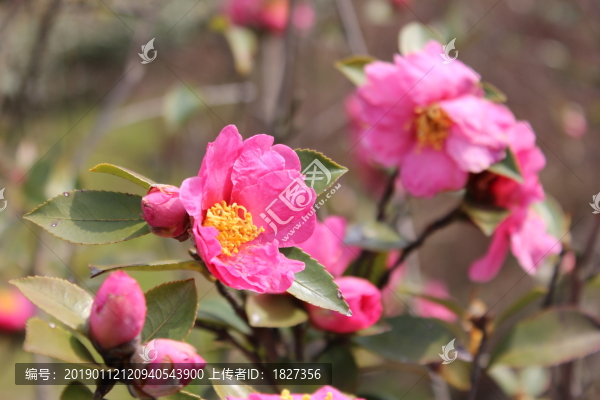 山茶花