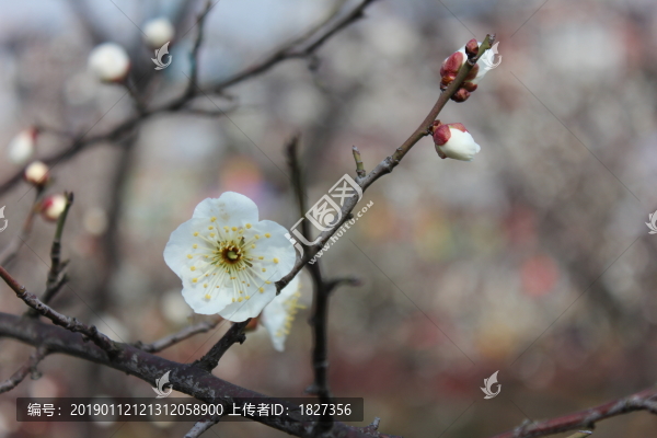 梅花