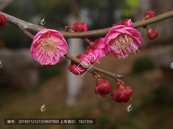 梅花