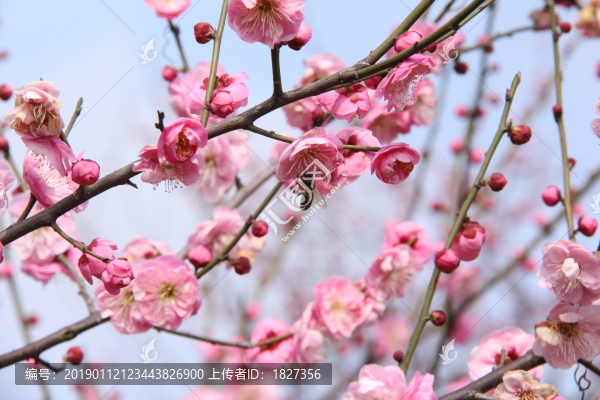 梅花