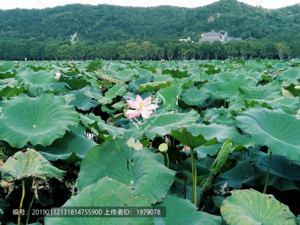 西湖荷花