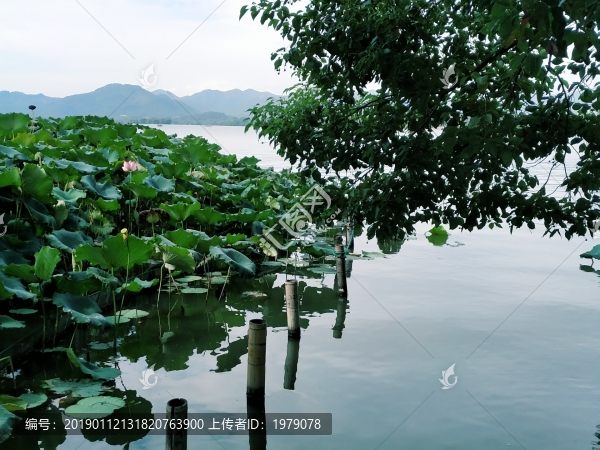 西湖荷花
