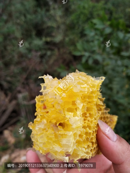 野生蜂蜜