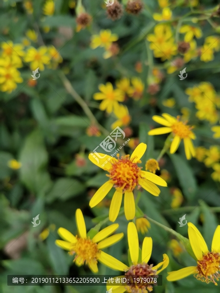 小黃花