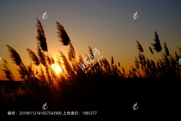 蘆葦夕陽(yáng)