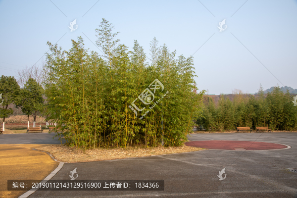 竹林