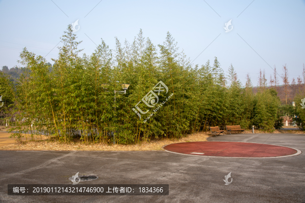 竹林