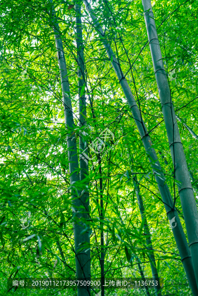 竹林背景