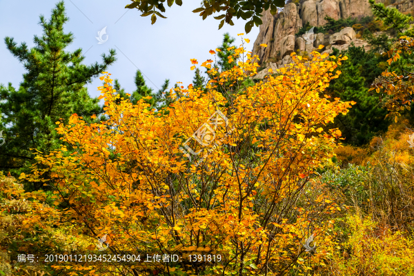 嶗山秋色