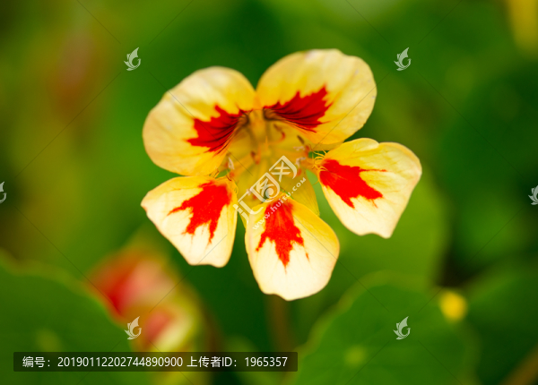 蝴蝶花花卉