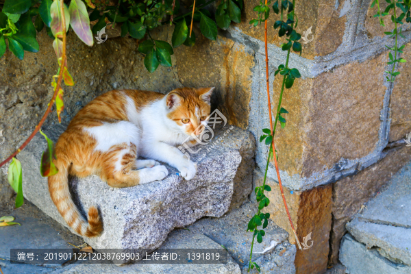 流浪貓